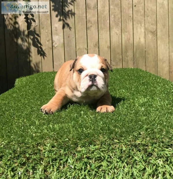 Show quality english bulldog puppies