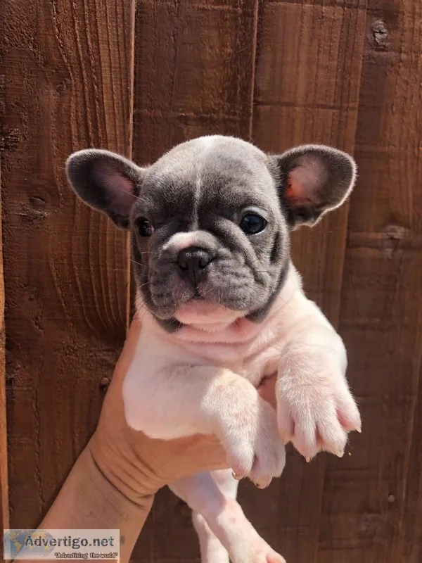 Kc french bulldogs