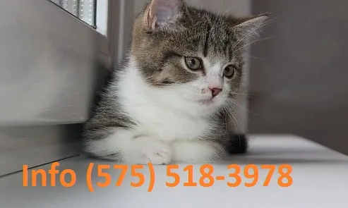 Ynwbfk munchkin kittens for sale 