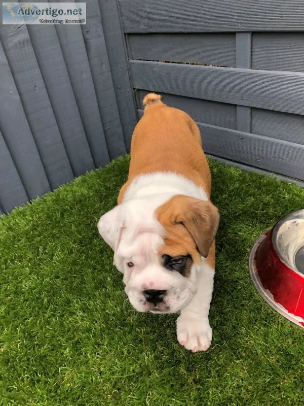 Show quality english bulldog puppies