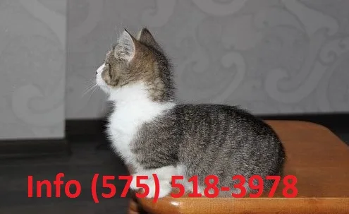 Ifelgh munchkin kittens for sale 