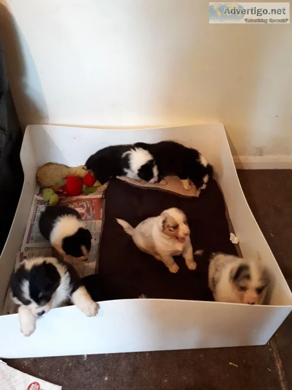 Australian shepherd puppies