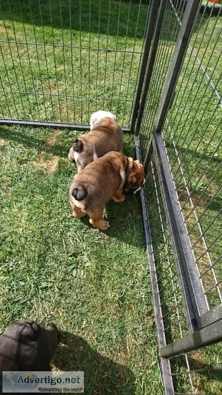 Show quality english bulldog puppies