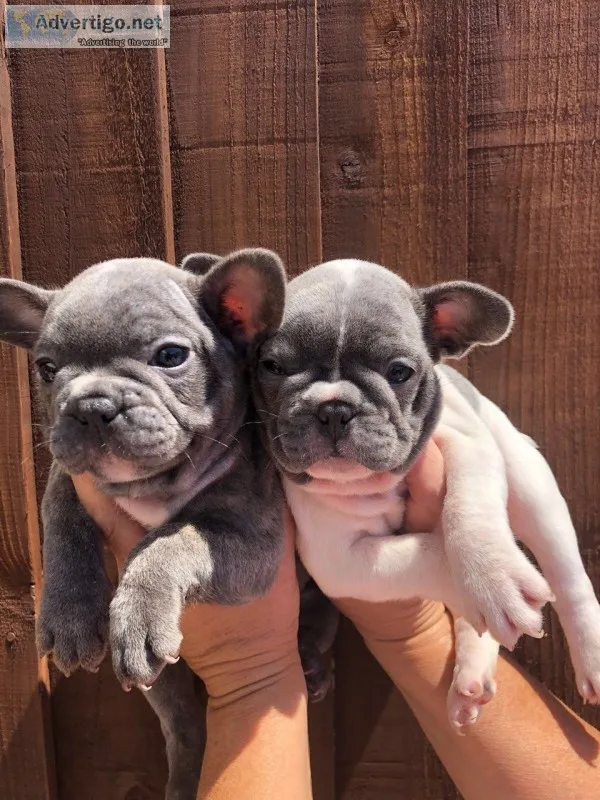 Kc french bulldogs