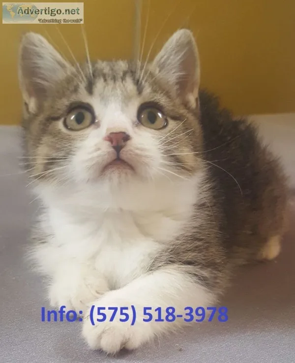 Vgtpha munchkin kittens for sale 