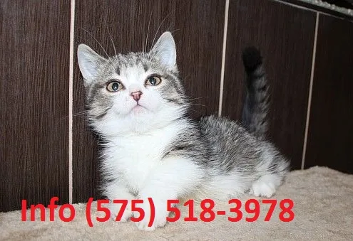 Fswunf munchkin kittens for sale 