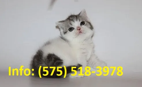 Qawluf munchkin kittens for sale 