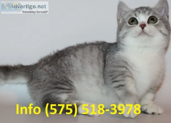 Ckgtmv munchkin kittens for sale 