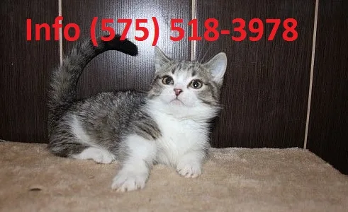 Sgikyl munchkin kittens for sale 