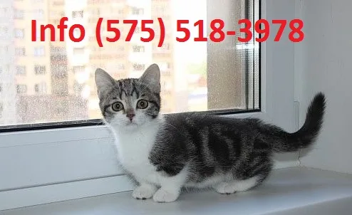 Mftuwc munchkin kittens for sale 