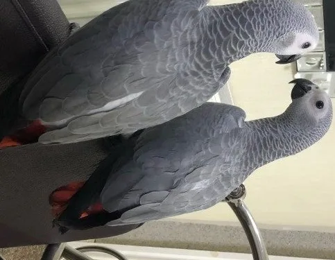 Nsh african grey parrots
