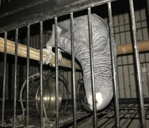 Dvv african grey parrots