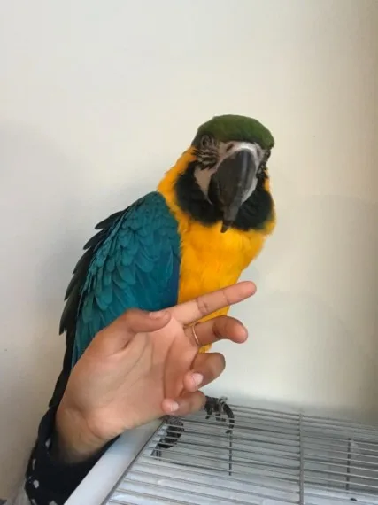 Mnm  blue and gold macaws