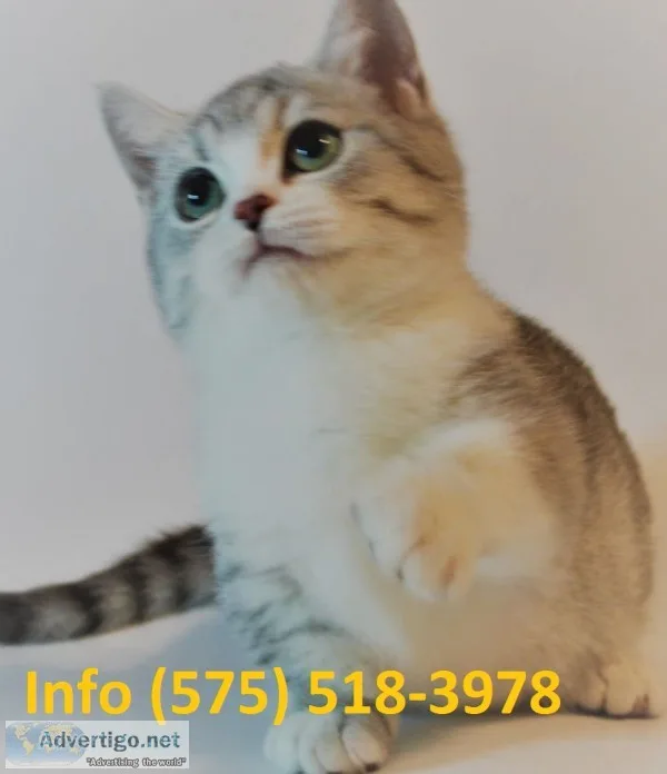 Aftwmq munchkin kittens for sale