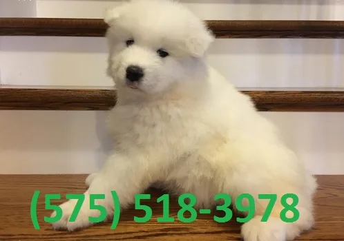 Mfltqp samoyed puppies for sale 