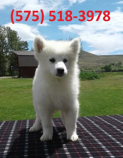 Alqfni samoyed puppies for sale 