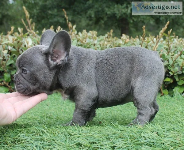 Home raised french bulldog pups sms 6
