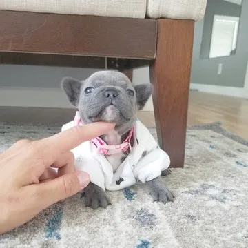 Playful beautiful sweet 12 week old fren