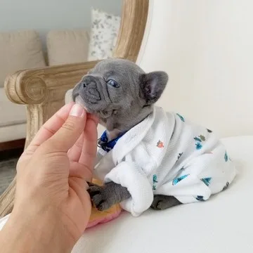 Home raised french bulldog pups sms 6