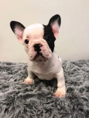 Playful beautiful sweet 12 week old fren