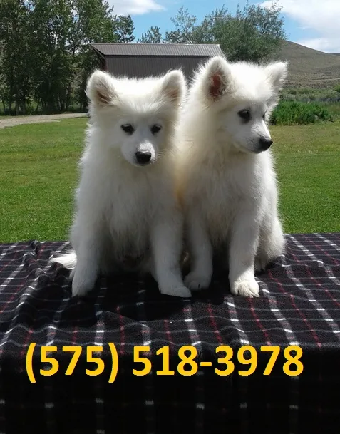 Wlfnre samoyed puppies for sale 