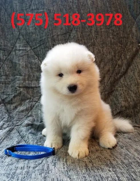 Ysgqbf samoyed puppies for sale 