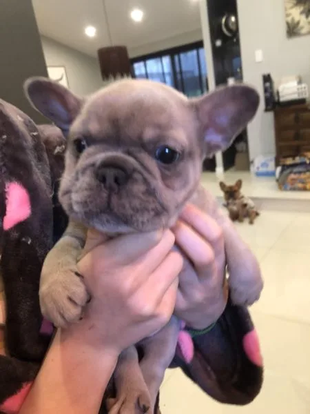 Playful beautiful sweet 12 week old fren