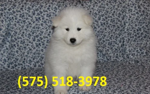 Afcnry samoyed puppies for sale 