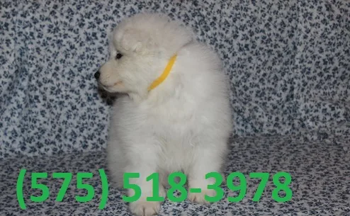 Jdeptq samoyed puppies for sale 