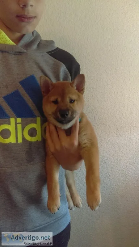 Shiba inu puppy