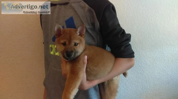 Shiba inu puppy