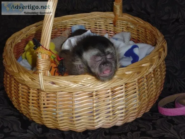 Diaper trained marmoset and capuchin mon