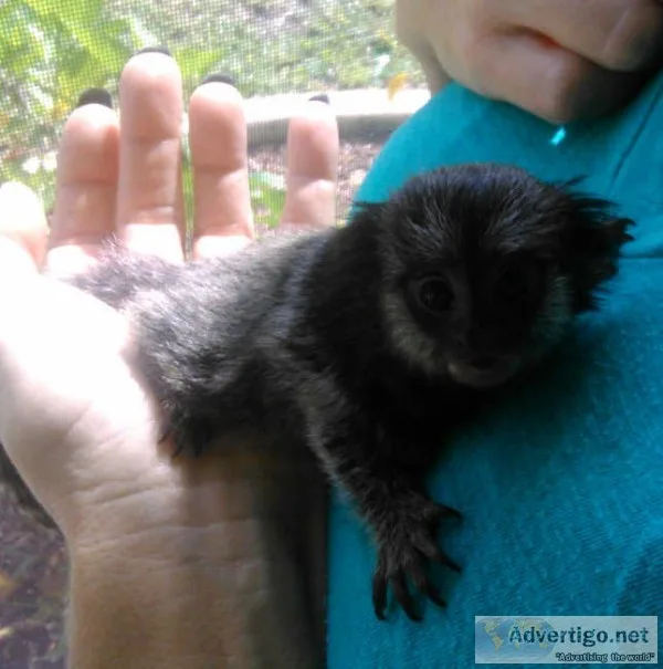 Bottle fed baby monkeys