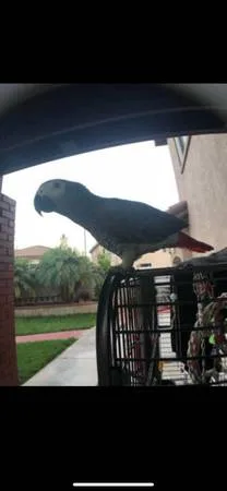 Hand fed african grey parrots ready