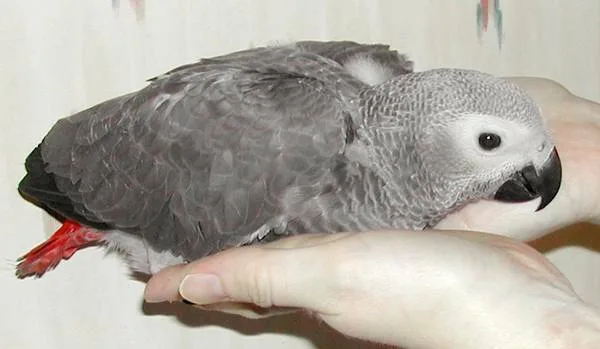 Adorable african grey parrots