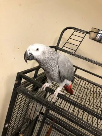 Timneh / congo african grey parrots 
