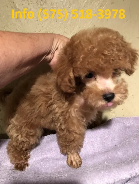 Mdypb toy poodle puppies for sale
