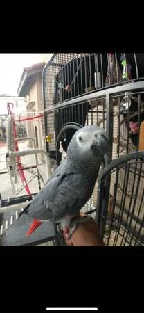 Congo african greys available now