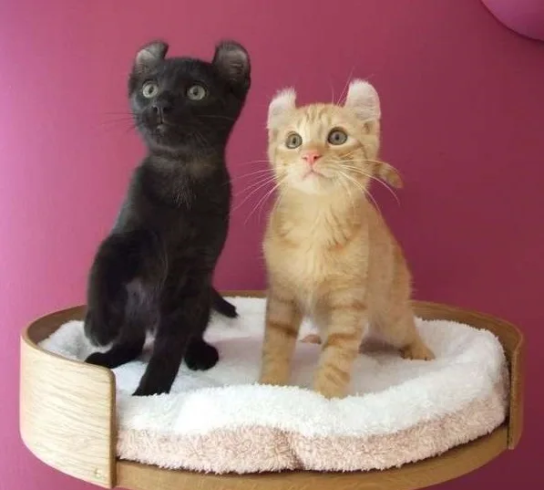 ☎ american shorthair kittens ready now