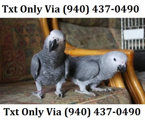 Sxxscd 1 year old african grey parrots 