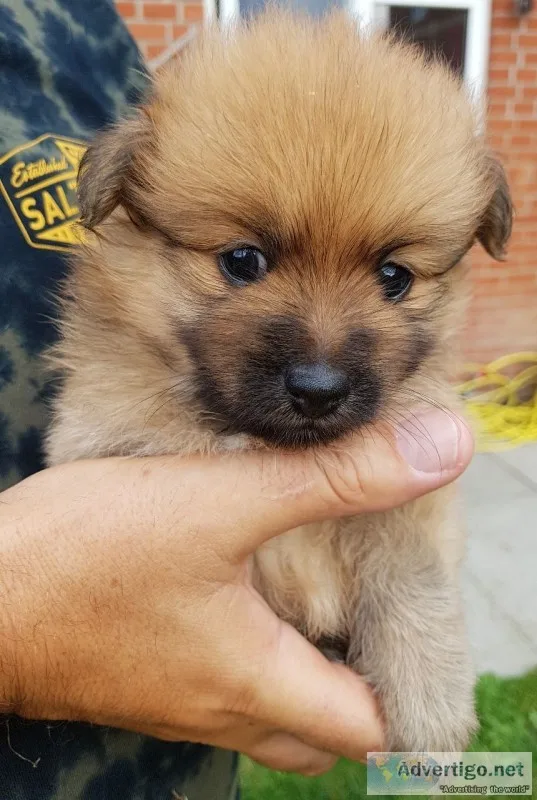 Purebred pomeranian puppy - teddie