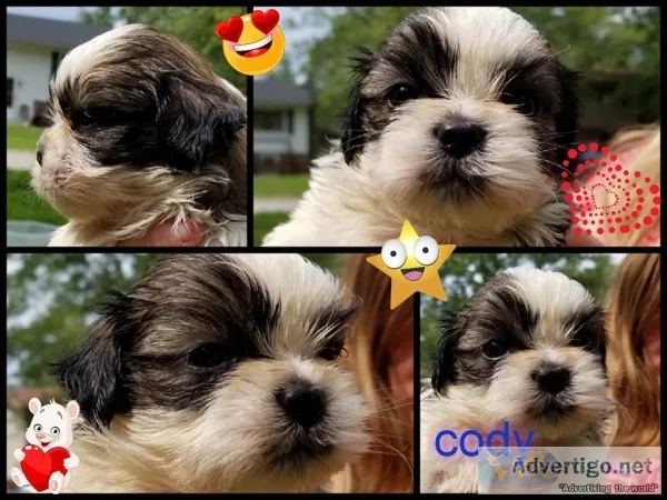Shih tzu