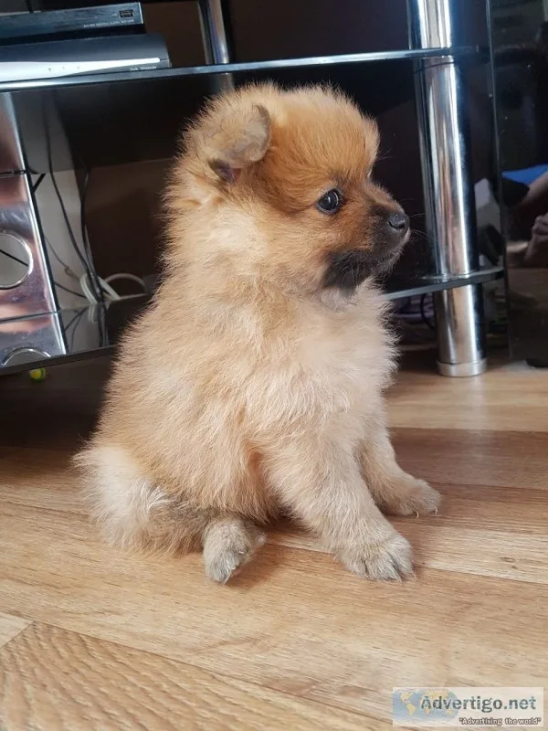 Purebred pomeranian puppy - teddie