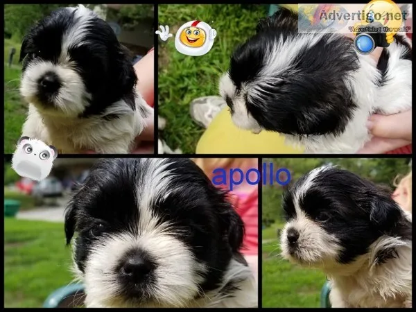 Shih tzu