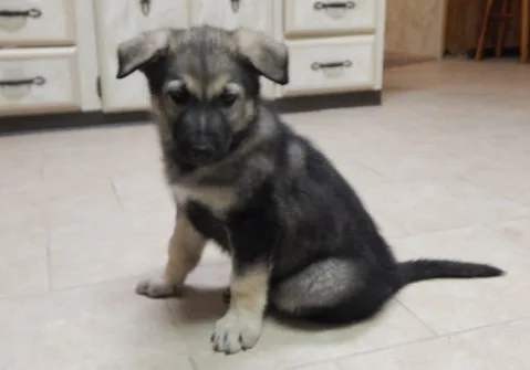 German shepherd puppies for sale