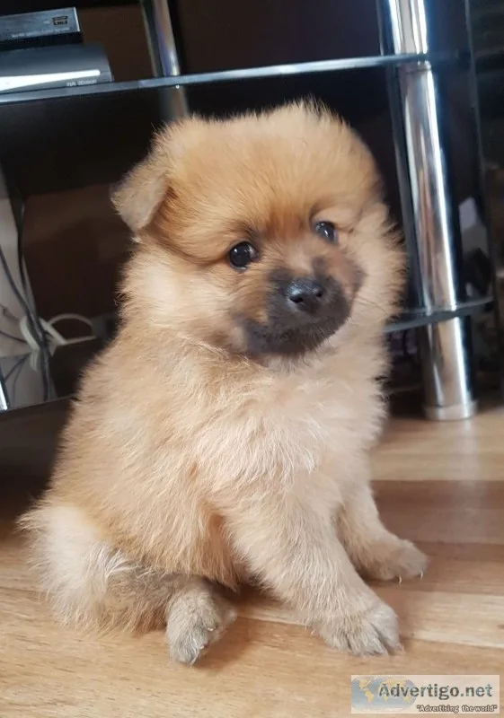 Purebred pomeranian puppy - teddie