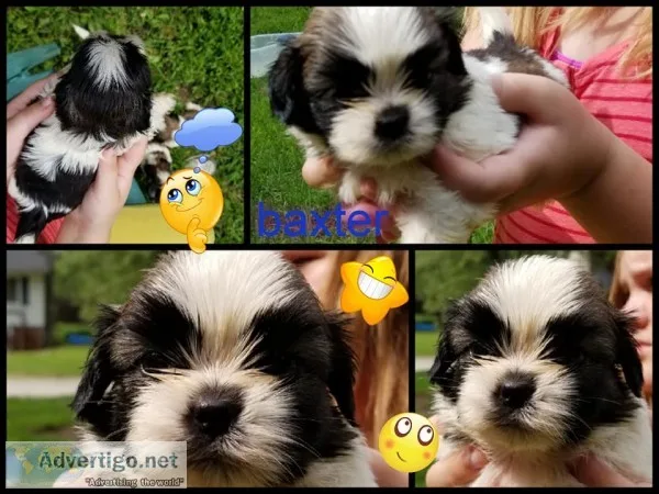 Shih tzu