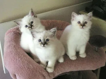 ☻birman kittens ready now