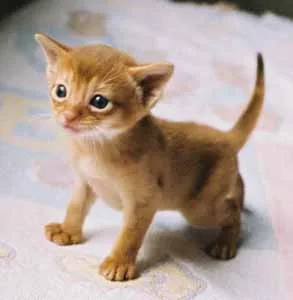 ☛abyssinian kittens available now