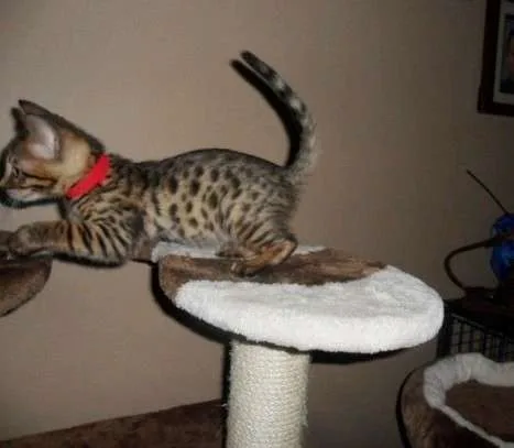 ♥balinese kittens ready now